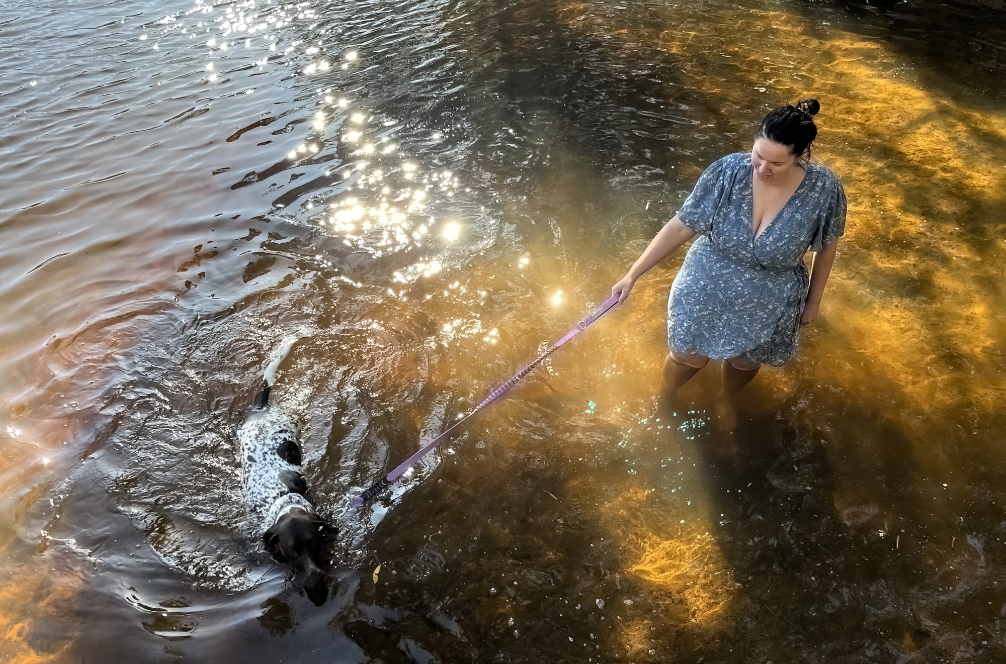German Short Haired Pointer at Margaret River, Rotary Park