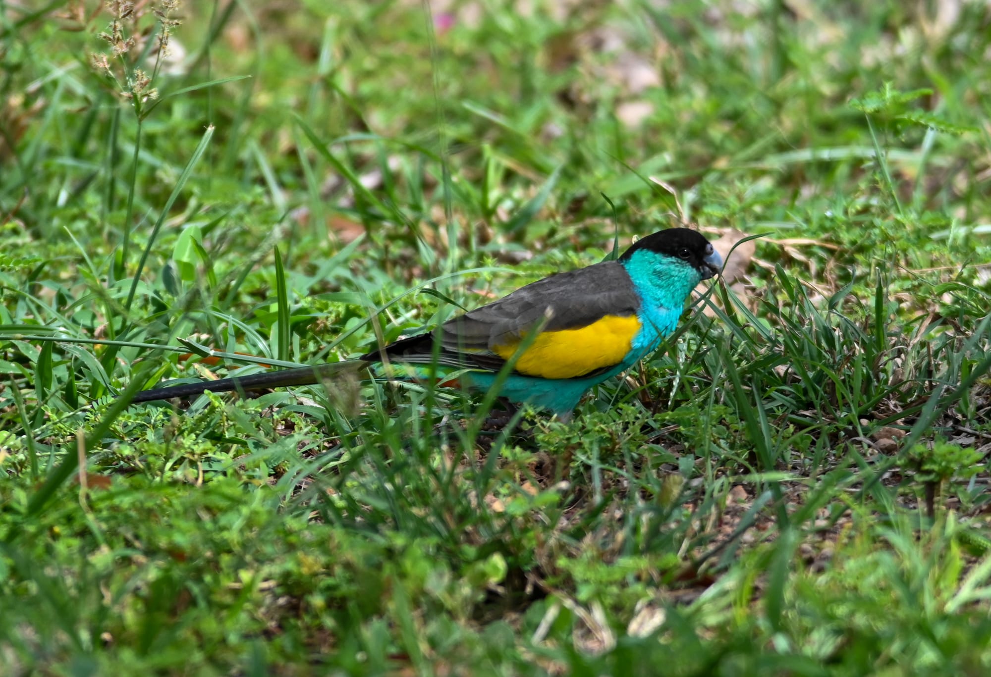 Male Hooded Parrot, Pine Creek, Northern Territory, Australia