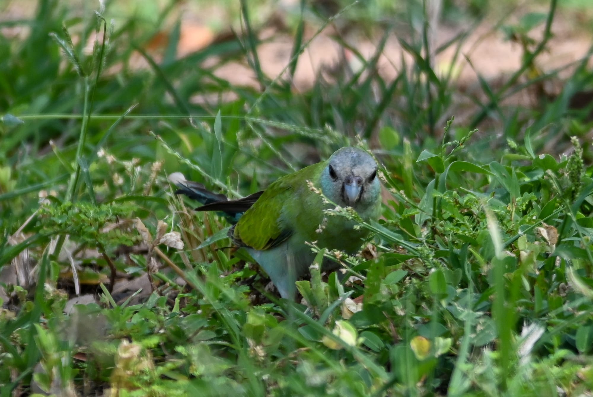 Cute hooded parrot almost camouflaged in the grasses where they eat food, pine creek