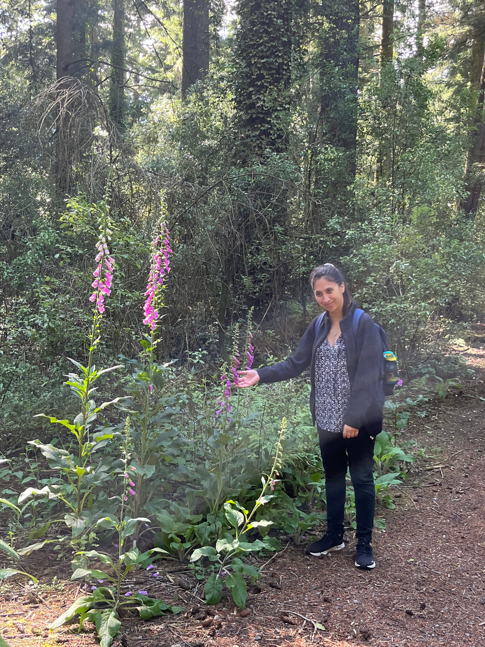Fox gloves, wild flowers