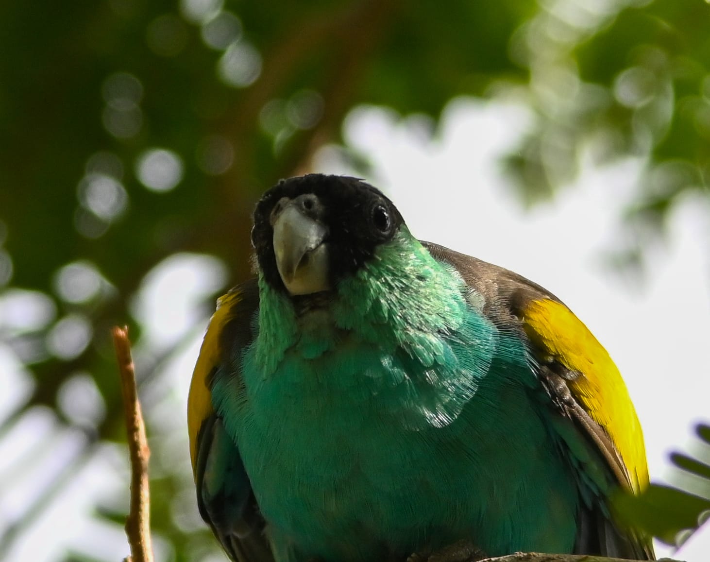 Handsome male hooded parrot looking at me from up in the trees, pine creek, northern territory, Australia