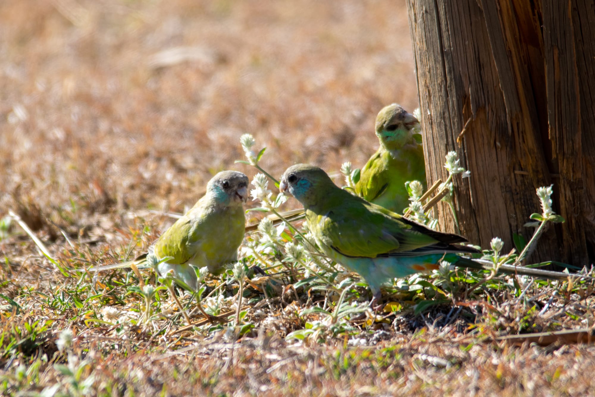 Cute hooded parrots eating the flower heads in Pine Creek, Northern Territory, Australia