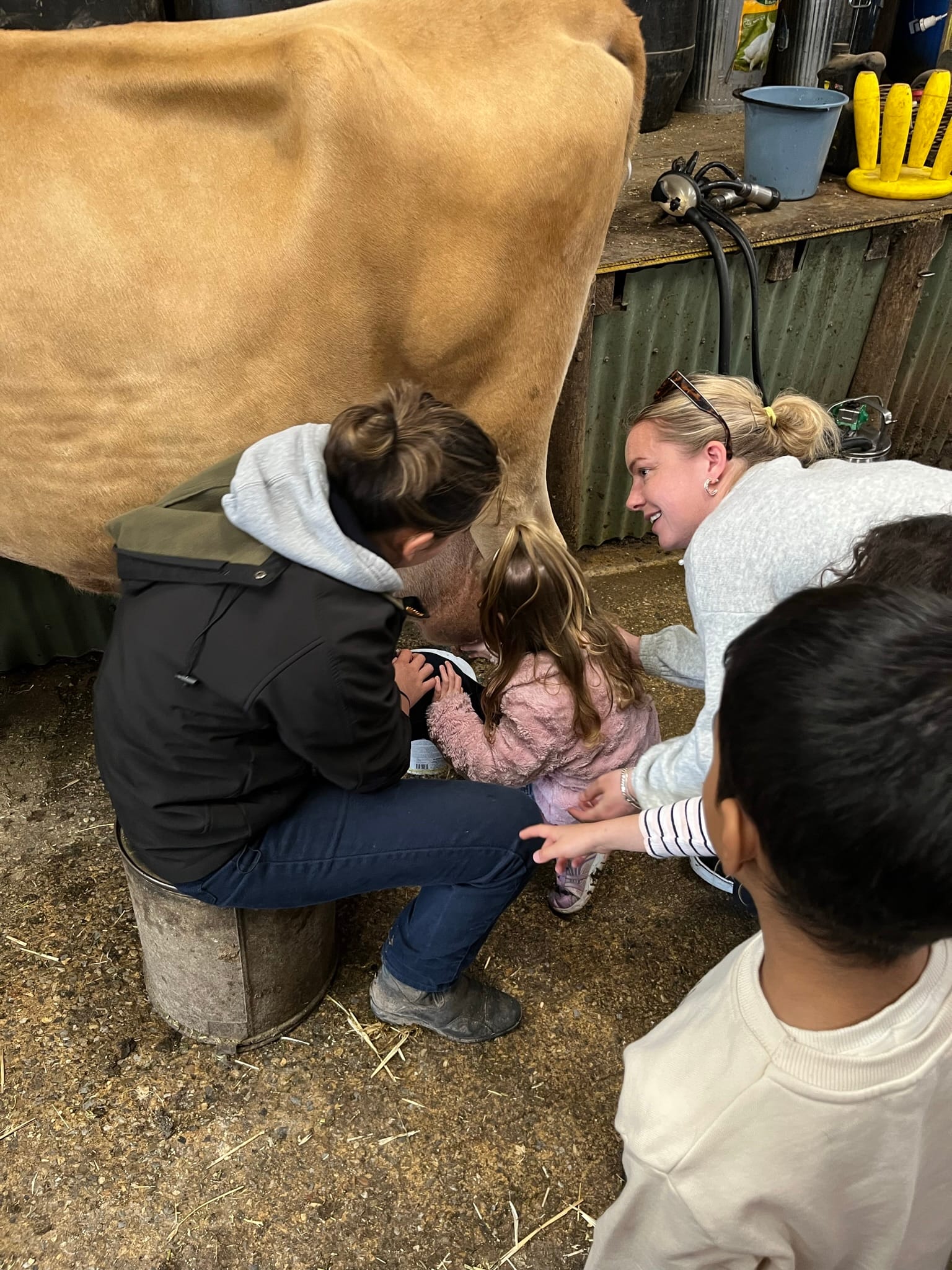 Milking a cow at Harndorf Farm Barn, South Australia