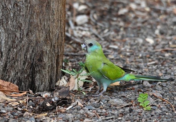 Hooded Parrot, Pine Creek, Northern Territory